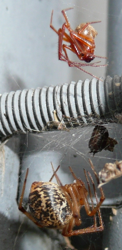 Parasteatoda cfr tepidariorum